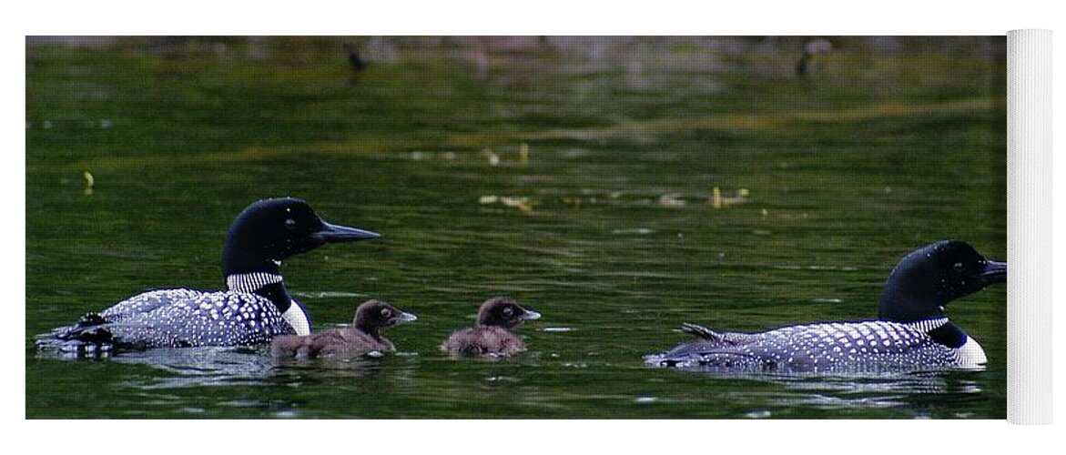 Loons Yoga Mat featuring the photograph Loons with Twins by Steven Clipperton