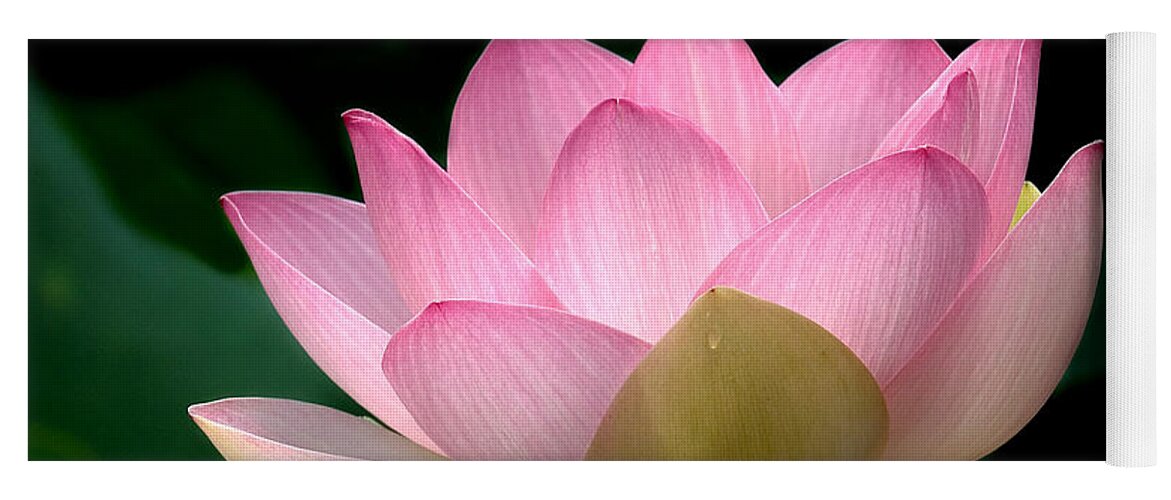 Nature Yoga Mat featuring the photograph Lotus Beauty--Blushing DL003 by Gerry Gantt