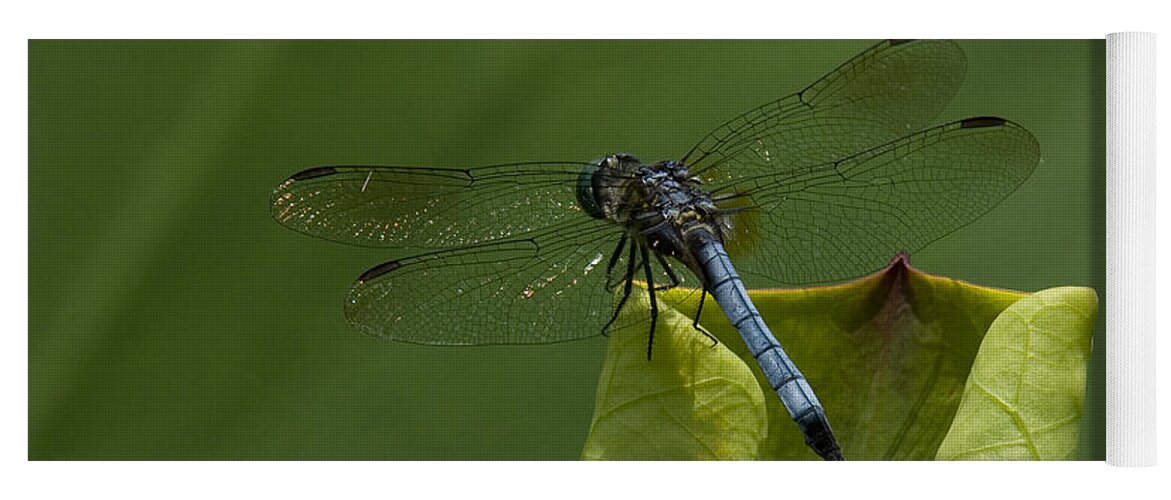 Nature Yoga Mat featuring the photograph Lotus Leaf and Blue Dasher Dragonfly DL058 by Gerry Gantt
