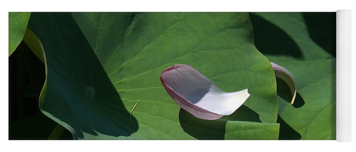 Nature Yoga Mat featuring the photograph Lotus Leaf--Castoff i DL073 by Gerry Gantt