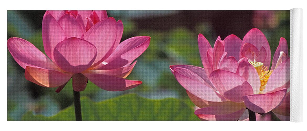 Nature Yoga Mat featuring the photograph Lotus Pair 24M by Gerry Gantt