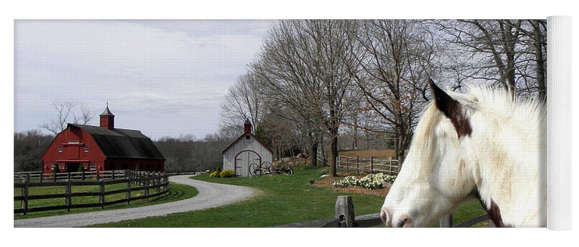 Gypsy Vanner Horse Yoga Mat featuring the photograph LOVE my home by Kim Galluzzo