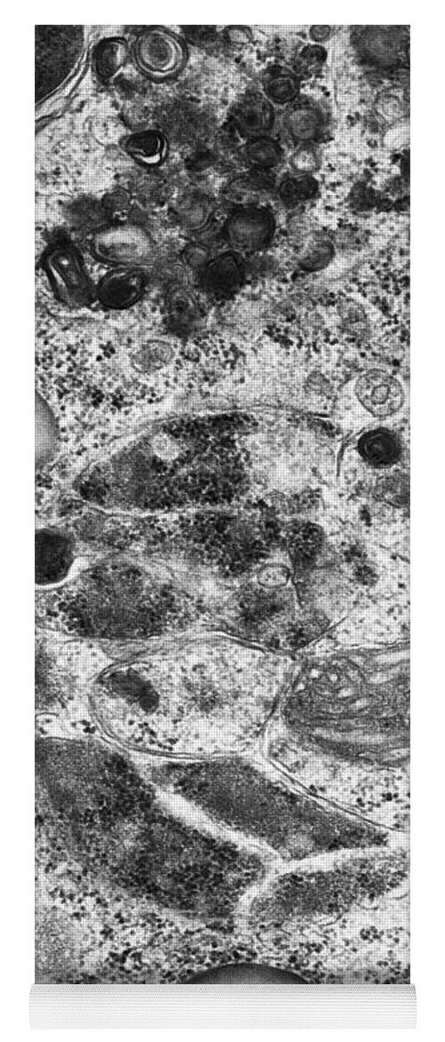Eukaryote Yoga Mat featuring the photograph Lysosomes, Tem by Science Source