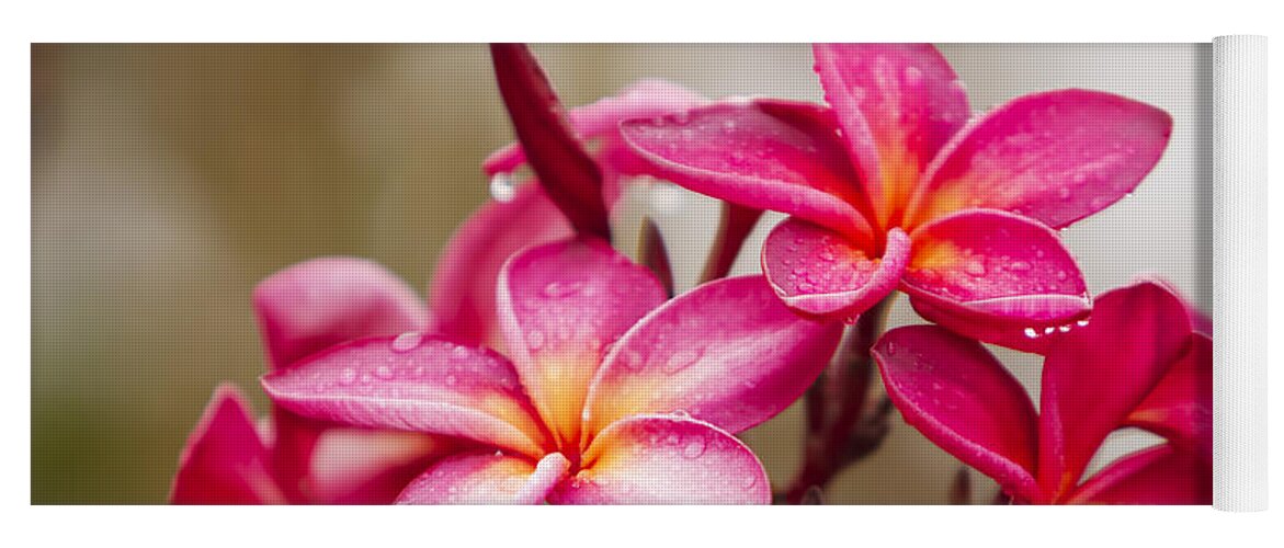 Beautiful Yoga Mat featuring the photograph Magenta Plumeria Bunch by Ron Dahlquist