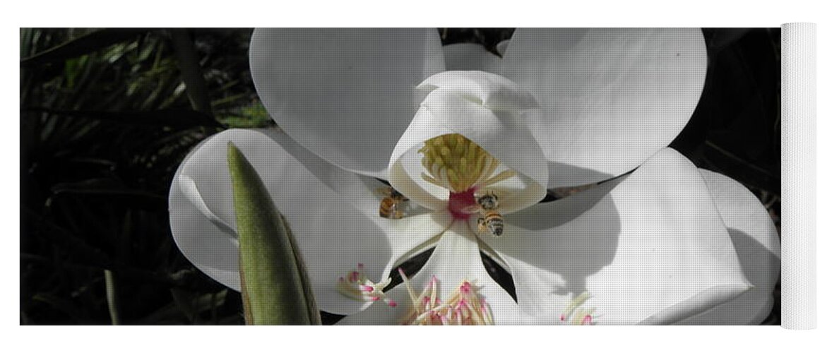 Magnolia Yoga Mat featuring the photograph Magnolia by Kim Galluzzo