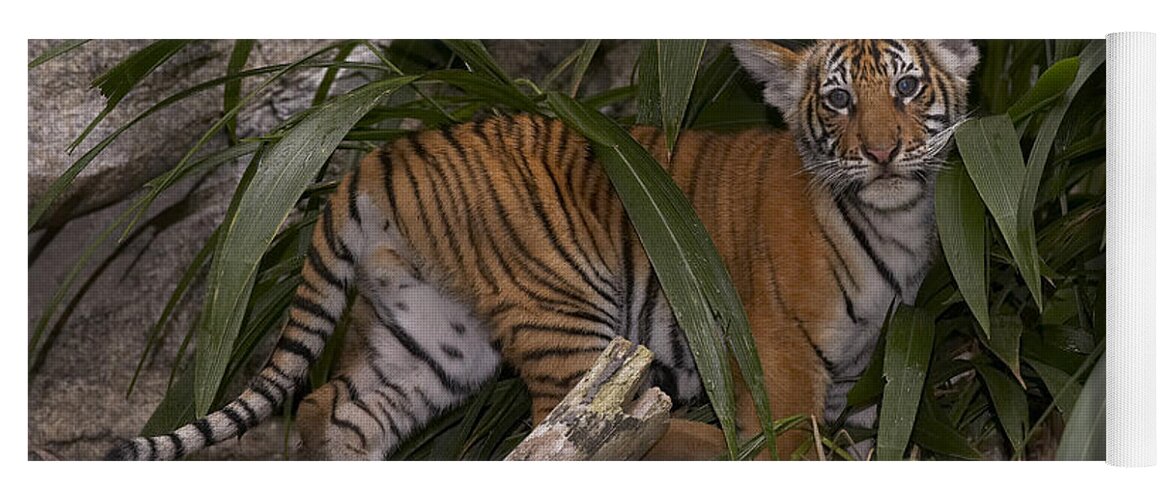 Mp Yoga Mat featuring the photograph Malayan Tiger Panthera Tigris Jacksoni by San Diego Zoo