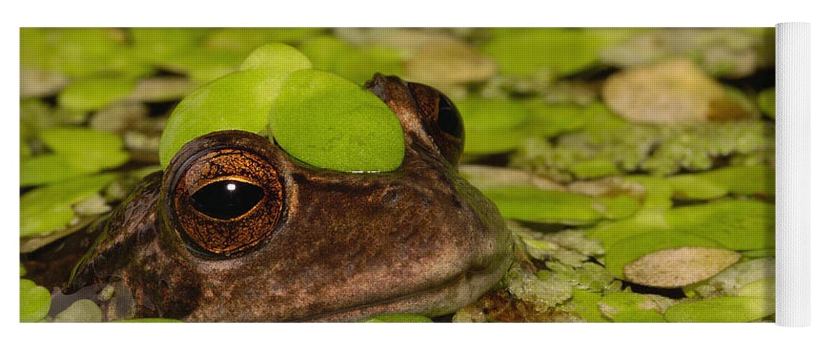 Mp Yoga Mat featuring the photograph Marsupial Frog Gastrotheca Riobambae by Pete Oxford