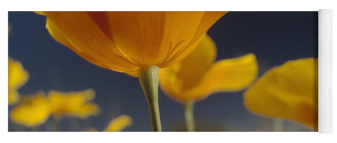 00170928 Yoga Mat featuring the photograph Mexican Golden Poppy Detail New Mexico by Tim Fitzharris