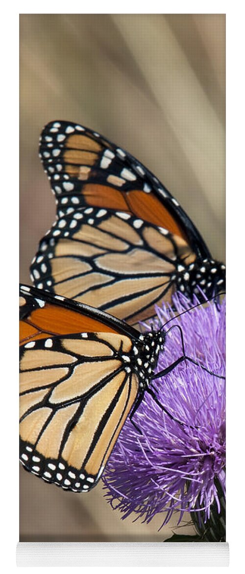 Marsh Yoga Mat featuring the photograph Monarch Butterflies on Field Thistle DIN162 by Gerry Gantt