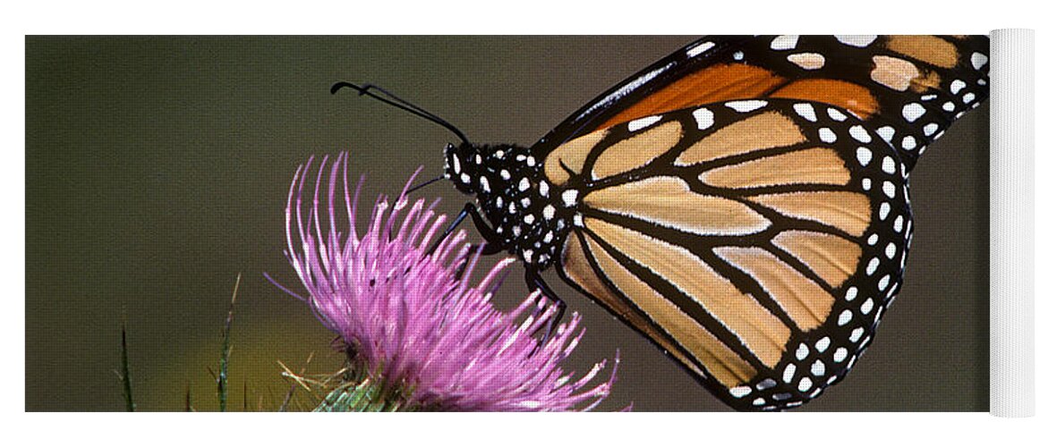 Nature Yoga Mat featuring the photograph Monarch Butterfly on Thistle 13A by Gerry Gantt