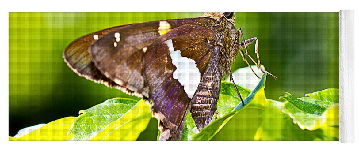 Butterfly Yoga Mat featuring the photograph Morning Forage by Barry Jones