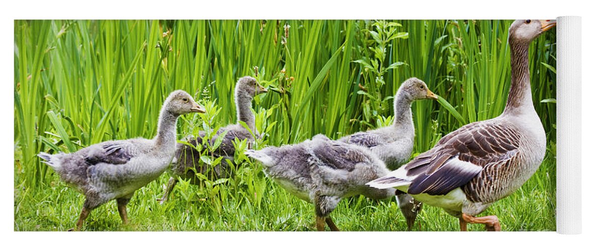 Aloof Yoga Mat featuring the photograph Mother goose leading goslings by Simon Bratt