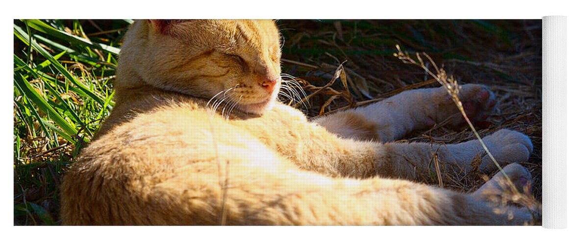 Cat Yoga Mat featuring the photograph Napping Orange Cat by Chriss Pagani