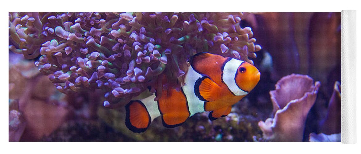 Fish Yoga Mat featuring the photograph Nemo by Ralf Kaiser