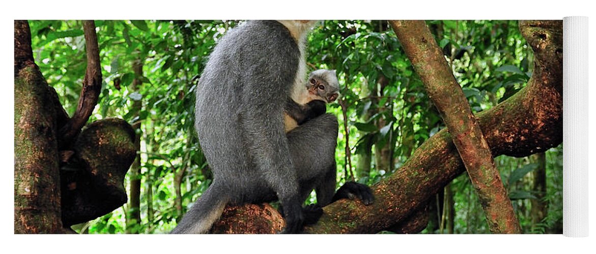 Mp Yoga Mat featuring the photograph North Sumatran Leaf Monkey Presbytis by Thomas Marent