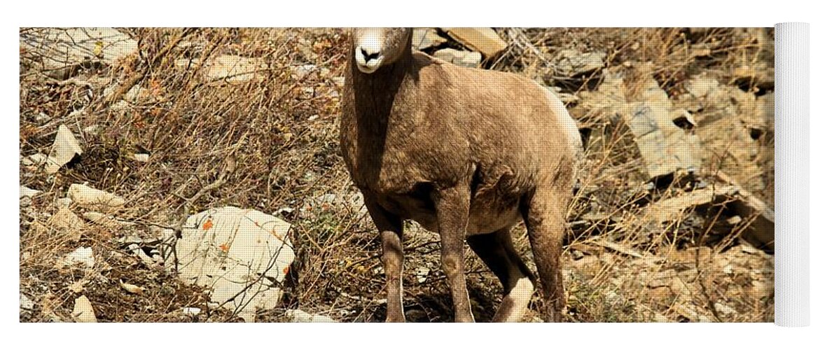 Big Horn Sheep Yoga Mat featuring the photograph Oh Really? by Adam Jewell