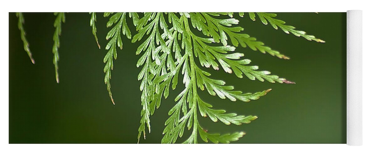 Fern Yoga Mat featuring the photograph One Hanging Fern by Carolyn Marshall