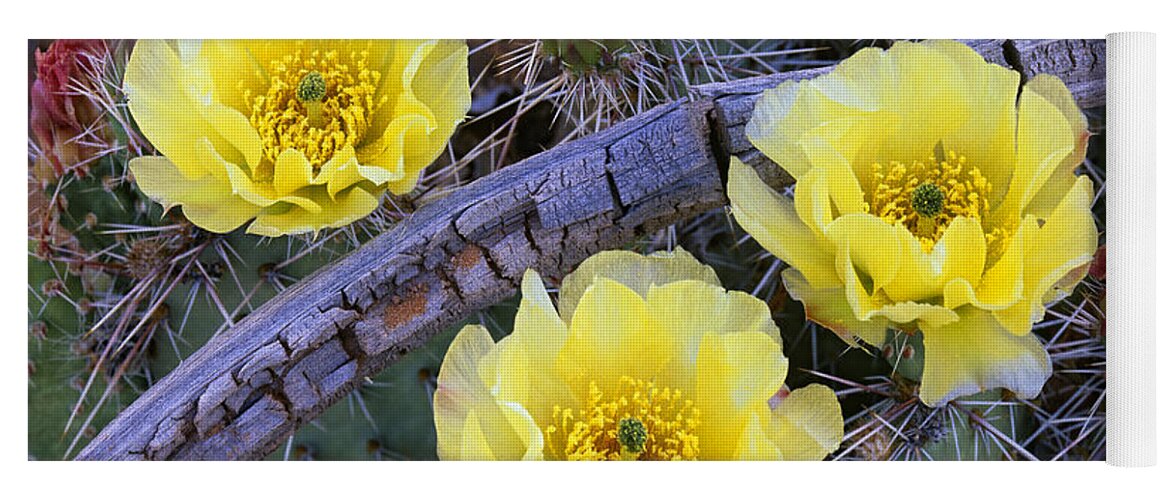 00176827 Yoga Mat featuring the photograph Opuntia Cactus Blooming North America by Tim Fitzharris