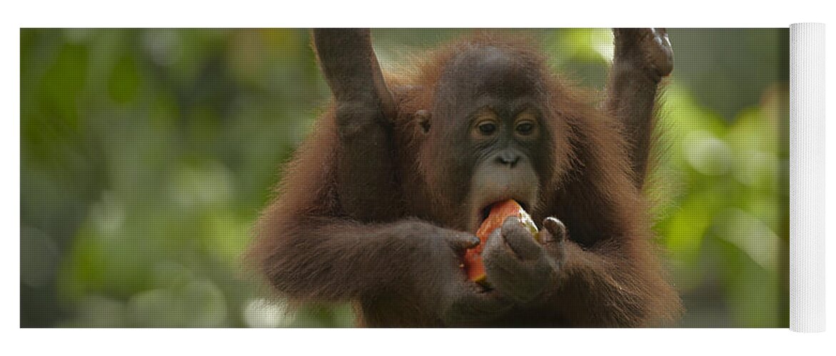 Mp Yoga Mat featuring the photograph Orangutan Pongo Pygmaeus Young Eating by Tim Fitzharris