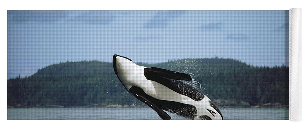 00079639 Yoga Mat featuring the photograph Orca Male Breaching Johnstone Strait by Flip Nicklin