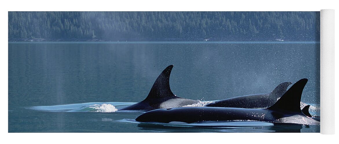 Mp Yoga Mat featuring the photograph Orca Orcinus Orca Pod Surfacing, Inside by Konrad Wothe
