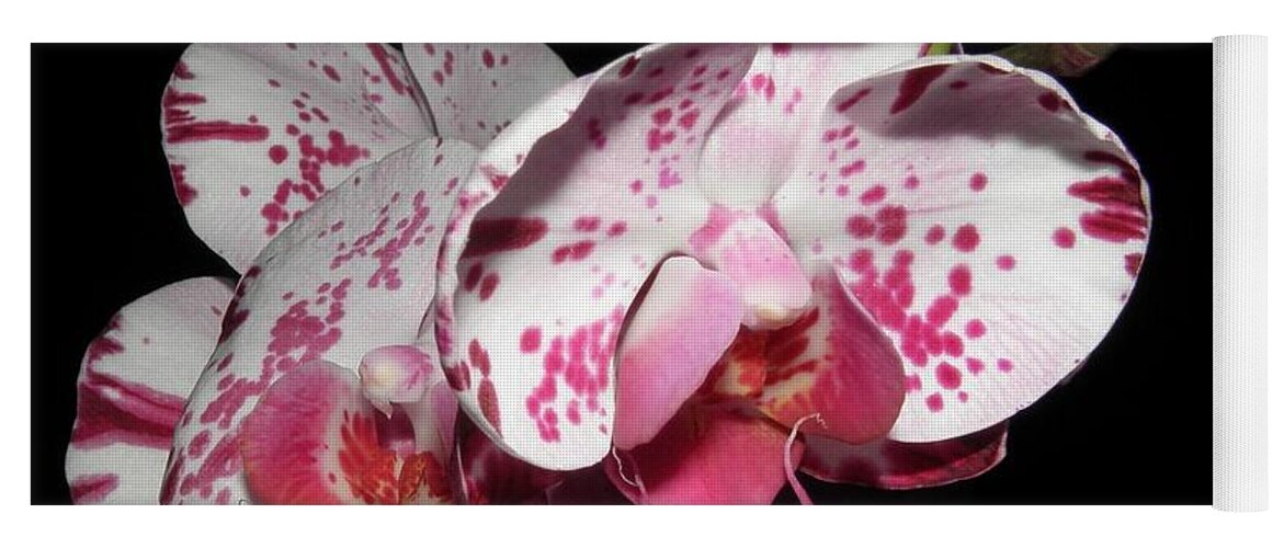 Orchid Yoga Mat featuring the photograph Orchid beauties by Kim Galluzzo