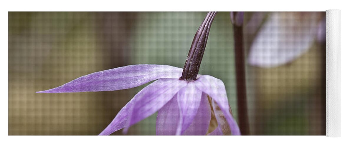 Orchid Yoga Mat featuring the photograph Orchid Calypso bulbosa - 4 - Finland by Heiko Koehrer-Wagner