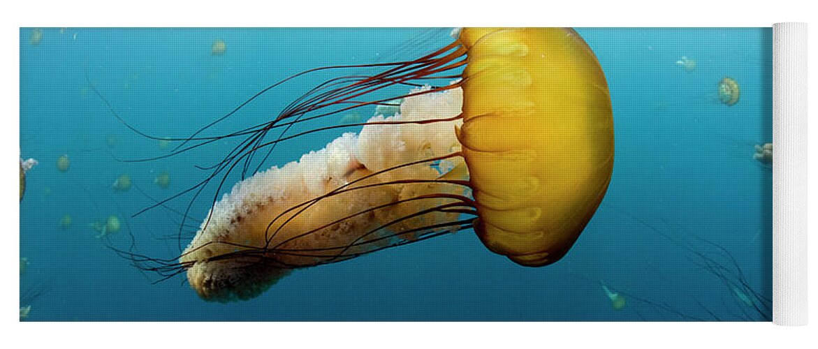 Mp Yoga Mat featuring the photograph Pacific Sea Nettle Chrysaora Fuscescens by Richard Herrmann