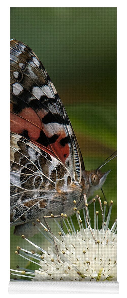 Study Yoga Mat featuring the photograph Painted Lady Butterfly DIN049 by Gerry Gantt