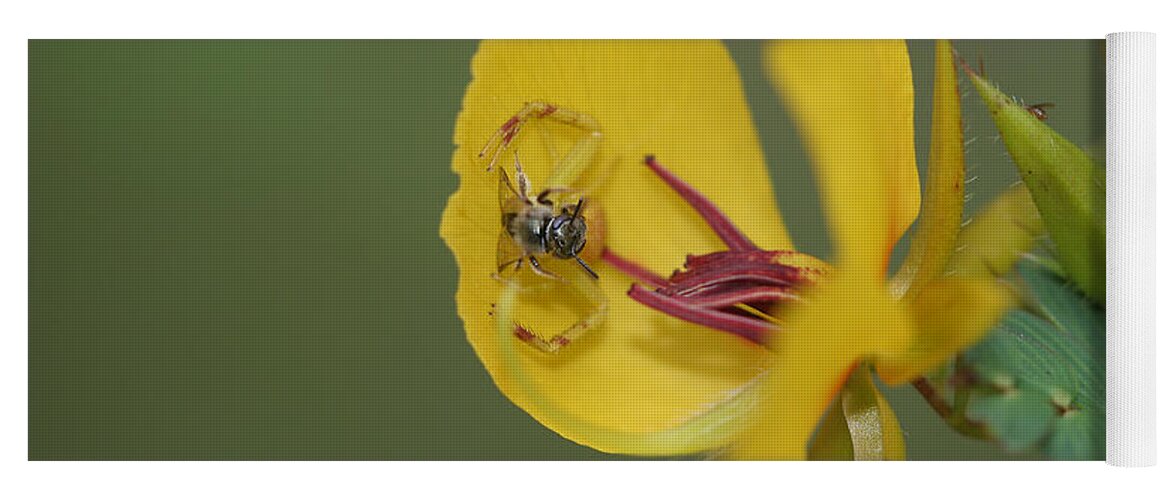 Partridge Pea Yoga Mat featuring the photograph Partridge Pea And Matching Crab Spider With Prey by Daniel Reed