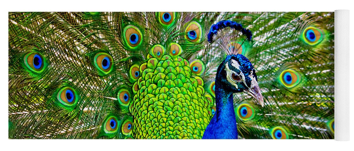 Peacock Yoga Mat featuring the photograph Peacock Display by Mark Andrew Thomas