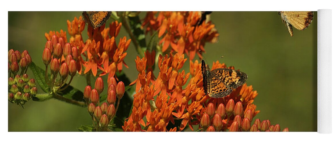 Pearly Crescentpot Butterfly Yoga Mat featuring the photograph Pearly Crescentpot Butterflies Landing On Butterfly Milkweed by Daniel Reed