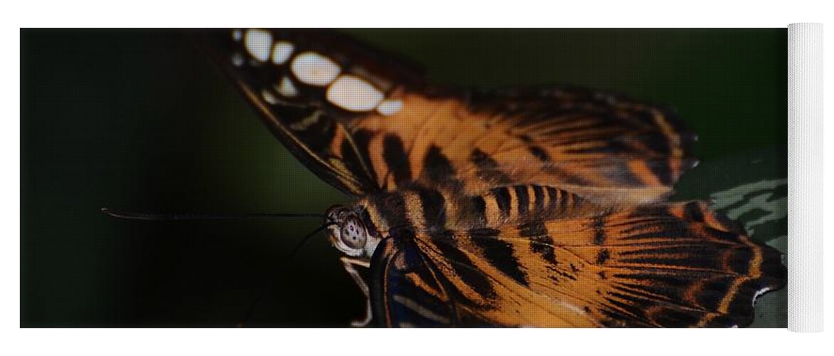 Butterfly Yoga Mat featuring the photograph Phlipines Clipper by Paulina Roybal