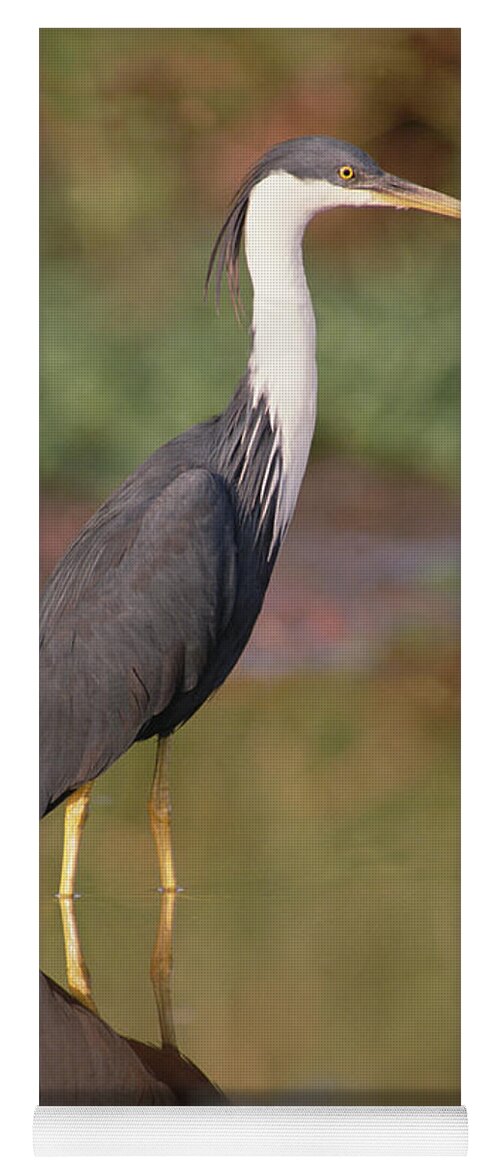 Mp Yoga Mat featuring the photograph Pied Heron Ardea Picata Wading by Gerry Ellis