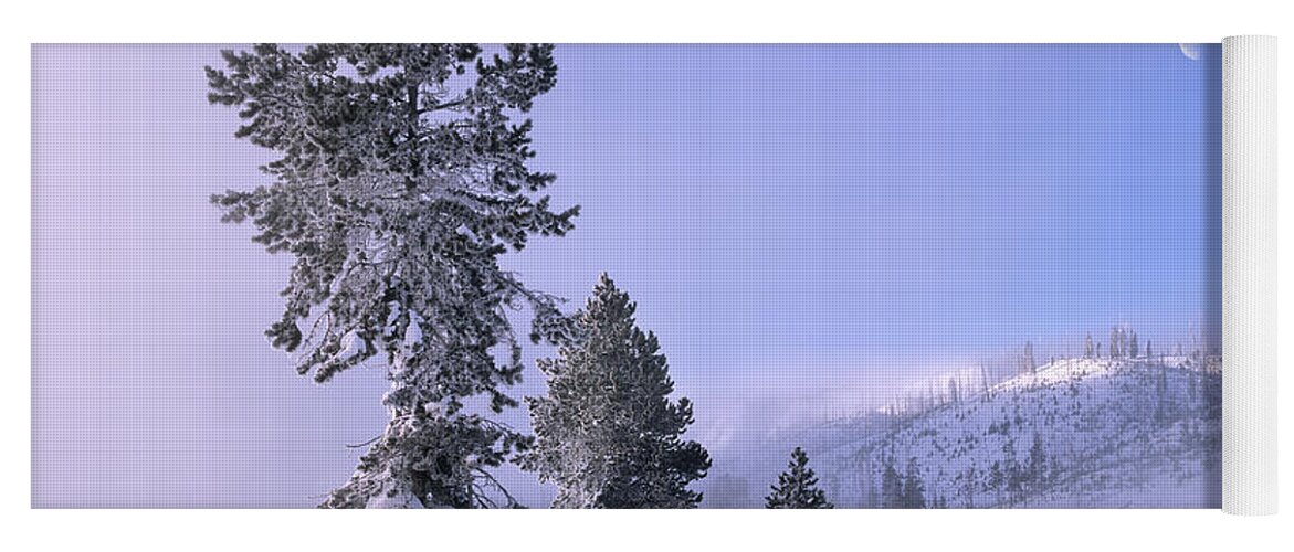 00176779 Yoga Mat featuring the photograph Pine Trees Covered With Snow With Half by Tim Fitzharris