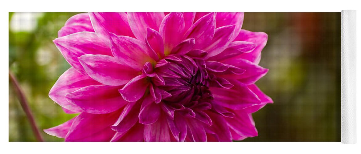 Flower Yoga Mat featuring the photograph Pink Dahlia by Syed Aqueel