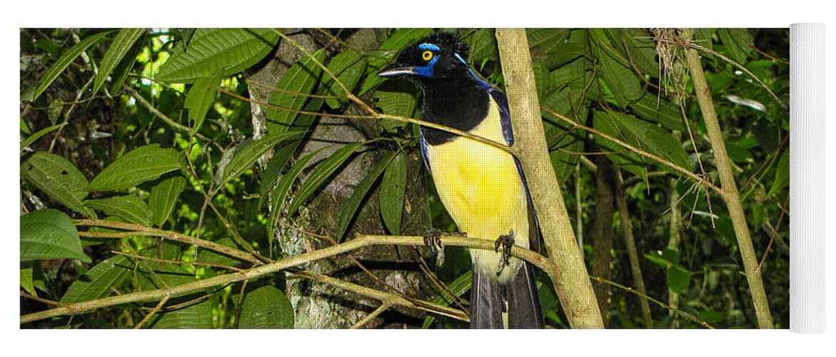 Plush-crested Yoga Mat featuring the photograph Plush-crested Jay by David Gleeson