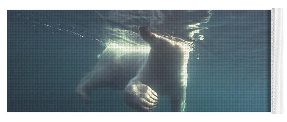 00125874 Yoga Mat featuring the photograph Polar Bear Swimming Wager Bay Canada by Flip Nicklin
