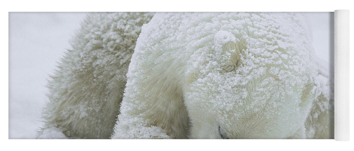 Mp Yoga Mat featuring the photograph Polar Bear Ursus Maritimus Sleeping by Konrad Wothe
