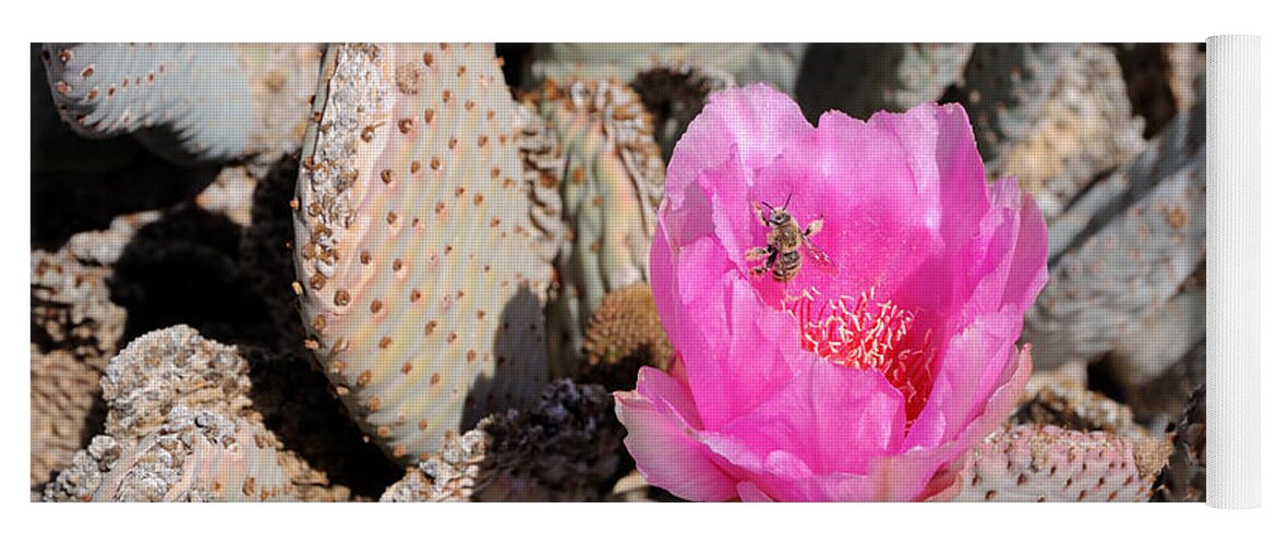Fertilize Yoga Mat featuring the photograph Prickly Pear Cactus Fertilized by Honey Bee by Gary Whitton