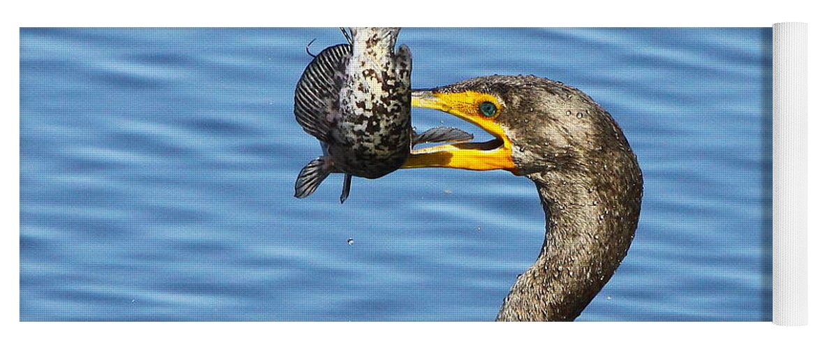 Double Crested Cormorant Yoga Mat featuring the photograph Prized catch by Barbara Bowen