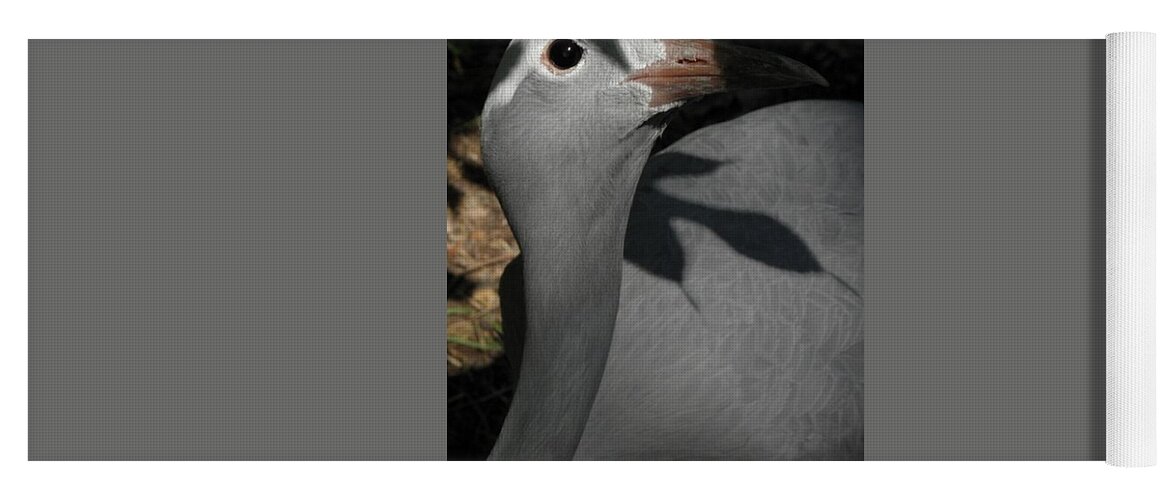 Bird Yoga Mat featuring the photograph psst I see you by Kim Galluzzo Wozniak