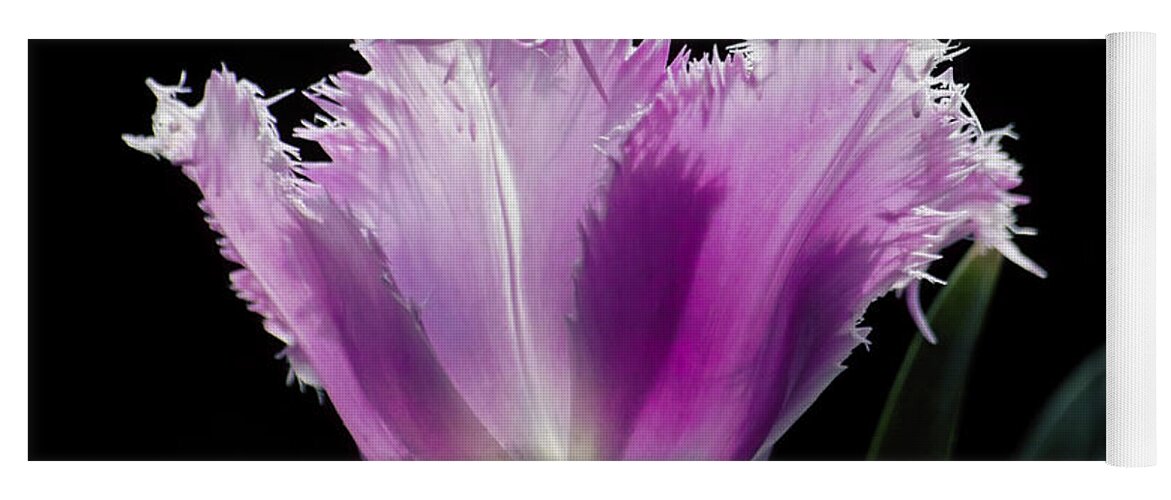 Tulip Yoga Mat featuring the photograph Purple Glow by Heiko Koehrer-Wagner