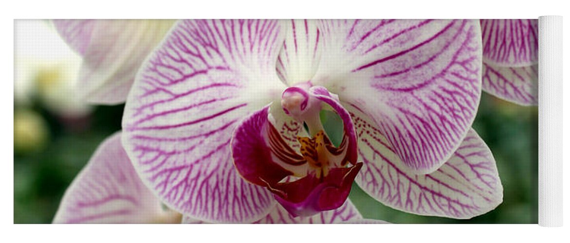 Purple Yoga Mat featuring the photograph Purple Orchids by Debbie Hart