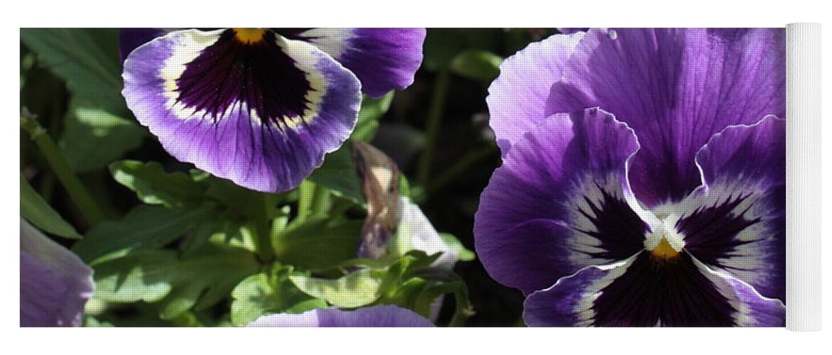 Pansy Yoga Mat featuring the photograph Purple Pansies Square by Carol Groenen