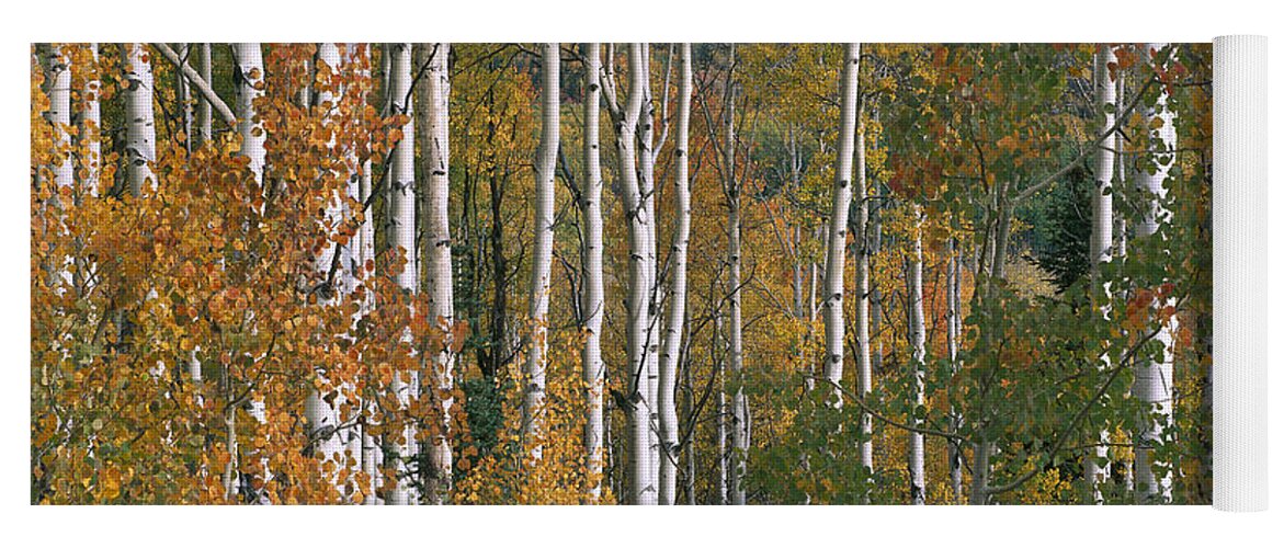 00174989 Yoga Mat featuring the photograph Quaking Aspen Trees In Fall Colors Lost by Tim Fitzharris