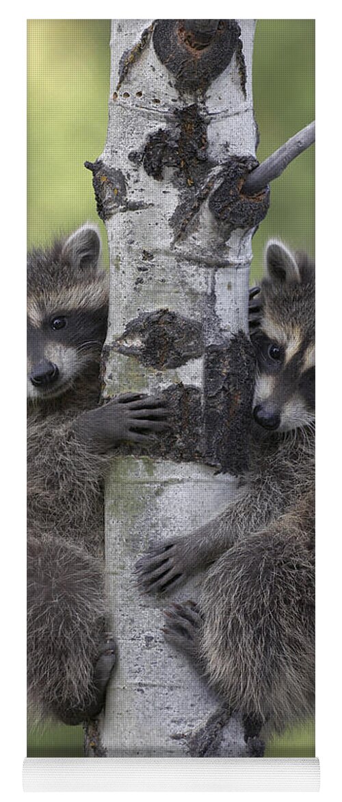 00176521 Yoga Mat featuring the photograph Raccoon Two Babies Climbing Tree North by Tim Fitzharris