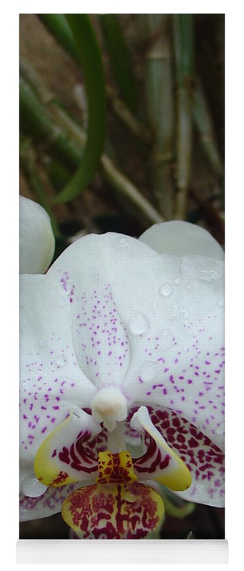 Rain Yoga Mat featuring the photograph Rain Drops on Orchid by Charles and Melisa Morrison