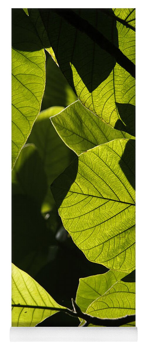 Mp Yoga Mat featuring the photograph Rainforest Leaves Showing Sunlight by Hiroya Minakuchi