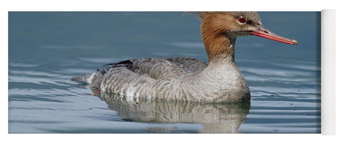 Mp Yoga Mat featuring the photograph Red-breasted Merganser Mergus Serrator by Konrad Wothe